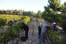 Les_vendanges_2011_du_Domaine_de_lOlibaou_A_venelles