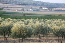 Les_vendanges_2011_du_Domaine_de_lOlibaou_A_venelles_14