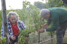 Les_vendanges_2011_du_Domaine_de_lOlibaou_A_venelles_15