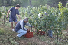 Les_vendanges_2011_du_Domaine_de_lOlibaou_A_venelles_16