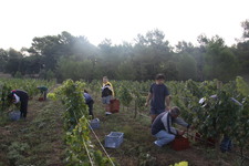 Les_vendanges_2011_du_Domaine_de_lOlibaou_A_venelles_17