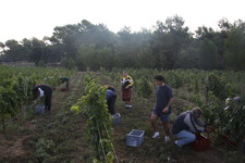 Les_vendanges_2011_du_Domaine_de_lOlibaou_A_venelles_18