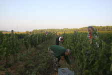 Les_vendanges_2011_du_Domaine_de_lOlibaou_A_venelles_20