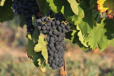 Les_vendanges_2011_du_Domaine_de_lOlibaou_A_venelles_21