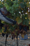 Les_vendanges_2011_du_Domaine_de_lOlibaou_A_venelles_25