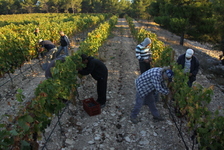 Les_vendanges_2011_du_Domaine_de_lOlibaou_A_venelles_27